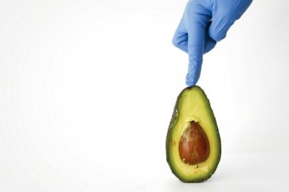 cómo cultivar aguacate