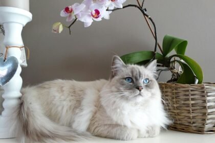 precio del gato Maine Coon